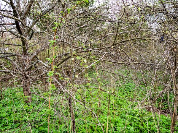 Underbrush Clearing in Fargo