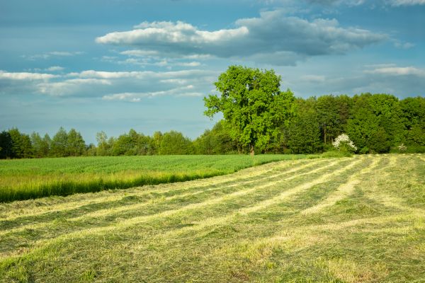 Cost of Vegetation Removal in Fargo