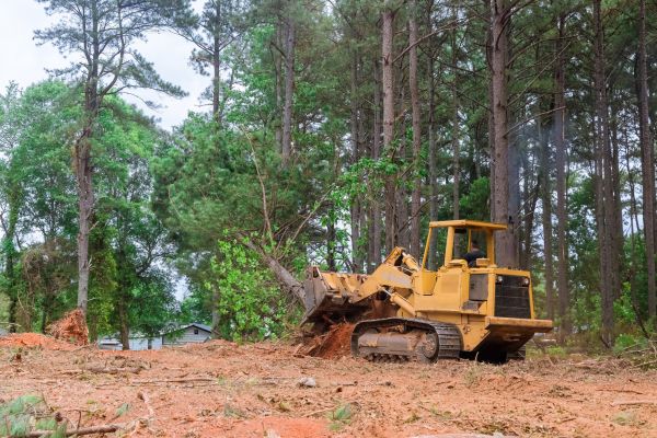 Forest Thinning in Fargo
