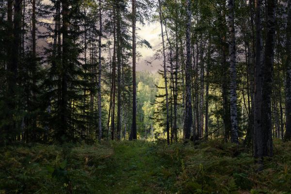 Cost of Pine Tree Clearing in Fargo